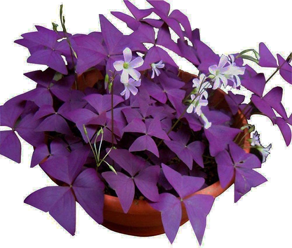 12PCS Purple Shamrocks Bulbs Good Luck Plant Purple Oxalis Bulbs for Planting