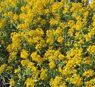Erysimum Citrona Yellow 100 seeds