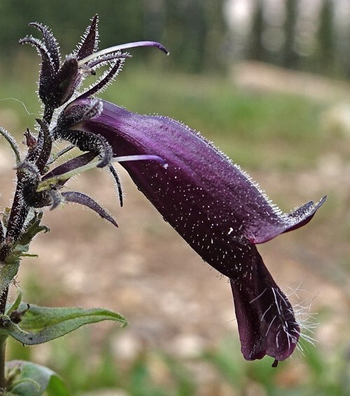 Penstemon whippleanus Chocolate Drop Whipple’s Penstemon 20 seeds