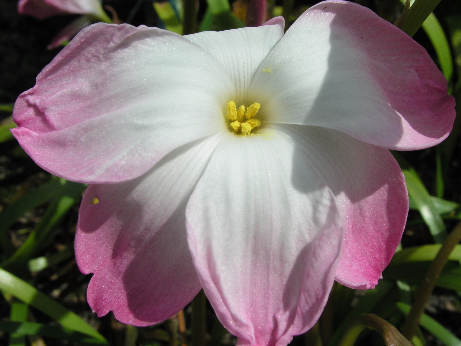 Rain Lily, Zephyranthes Labufarosea Confection, 3 bulbs, NEW, habranthus