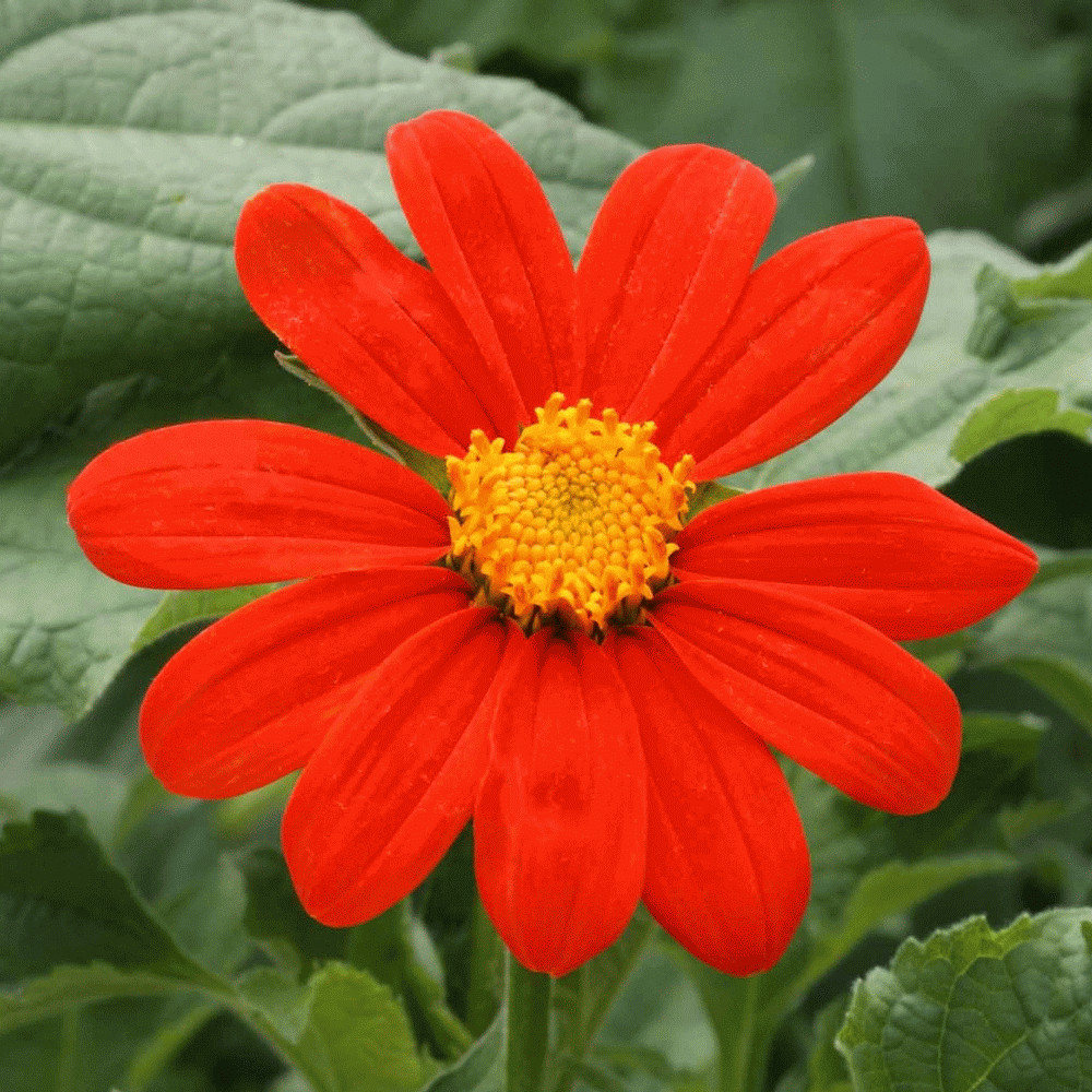Mexican Sunflower Seeds |Tithonia Red Orange Sun Flower Tropical Plant Seed 2025