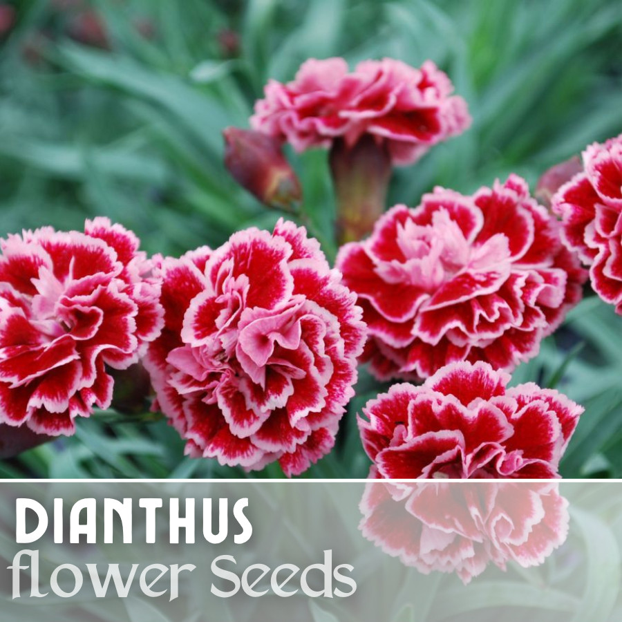 500+ Jazzed Up Dianthus Seeds US SELLER Annual Flowers Seed Carnation Bulk