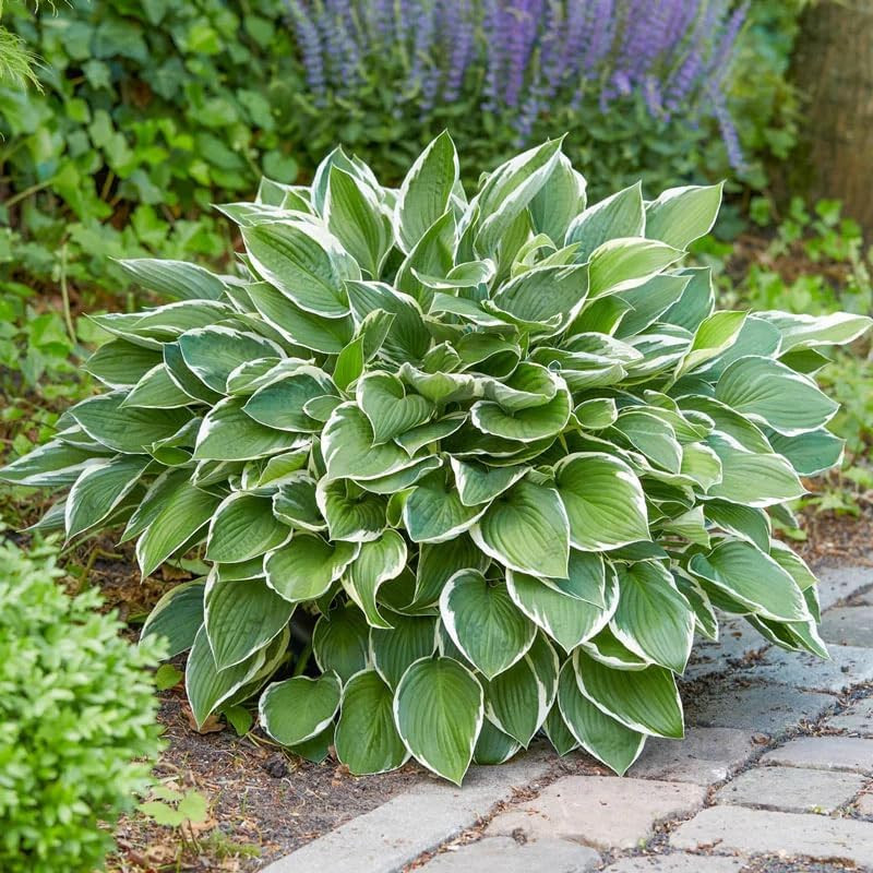 310+ USA Premium Rare Hosta Flower Seed for Planting Outdoors Garden Home