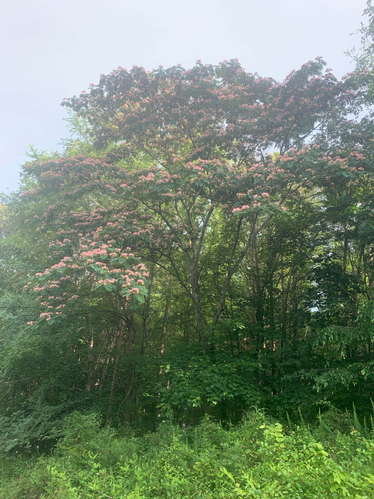 Pink Mimosa Albizia Julibrissin Persian Silk Tree Seeds Qty 10 NC Organic