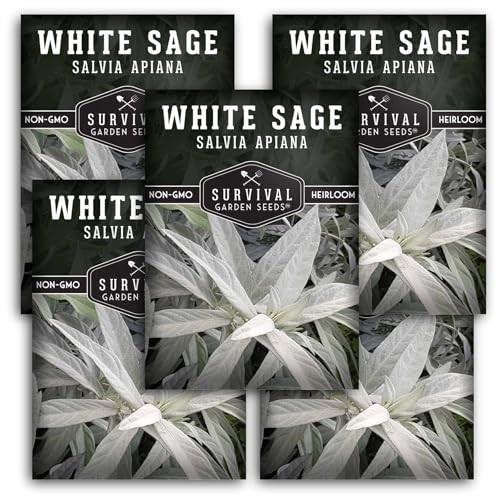 – White Sage Seeds for Planting – Grow Sustainable Smudging Herbs – Packets 5