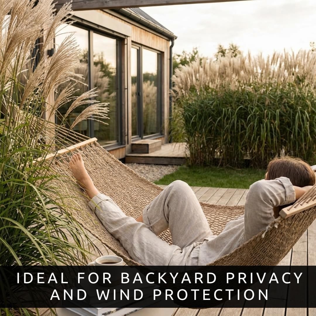 5,000 Elephant Grass Seeds – Fast-Growing 10-15 Ft Privacy Barrier Solution