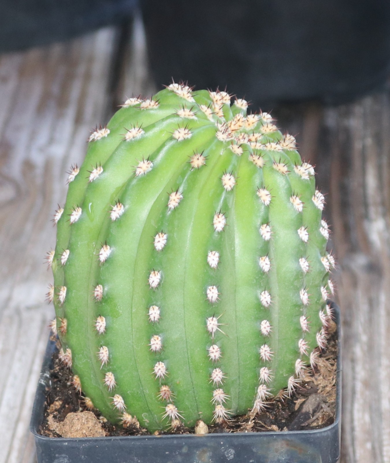Tricho hybrid ‘Pink’
