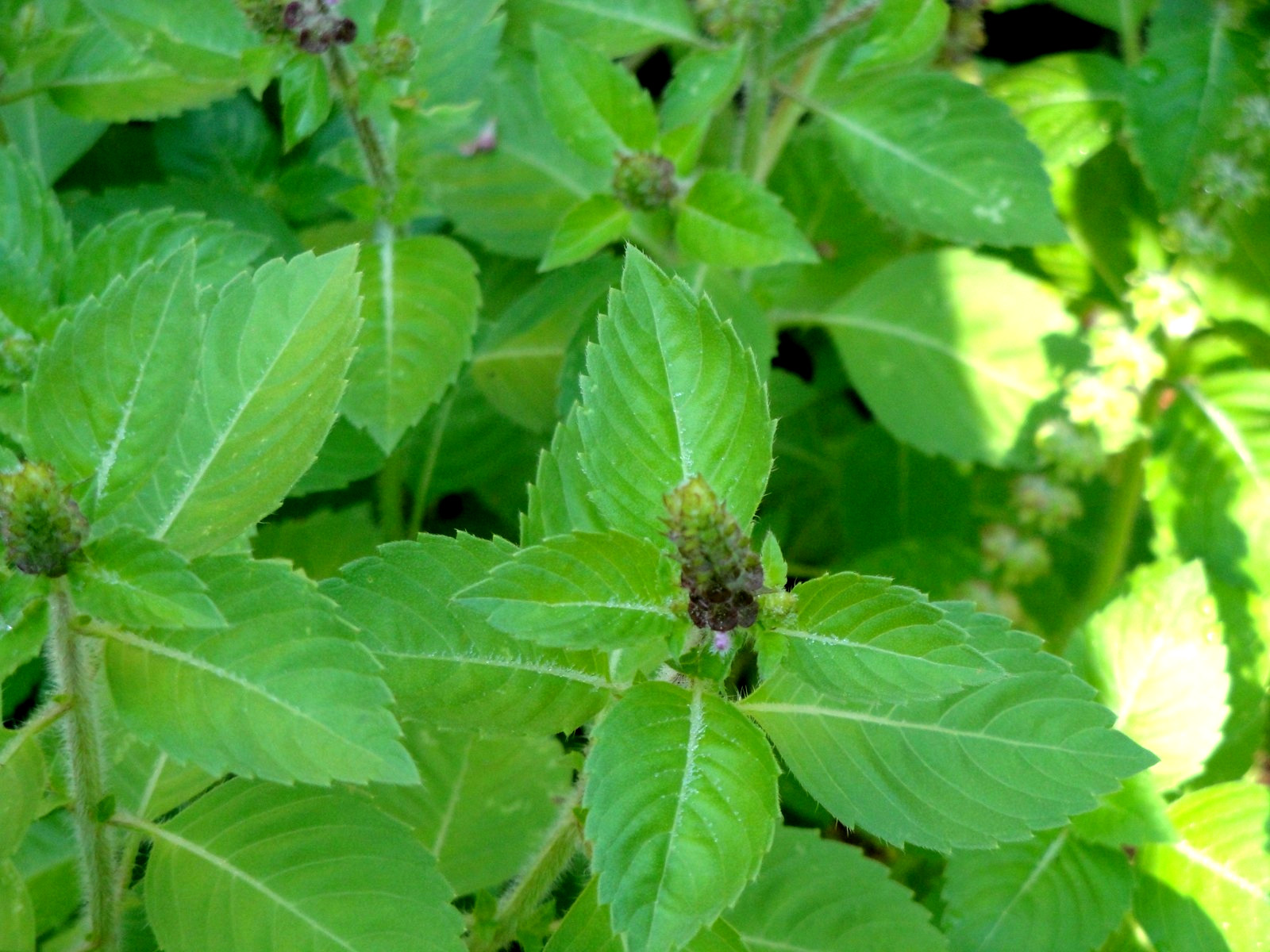 Kapoor Tulsi Holy Basil Ocimum sanctum 200seeds Edible Medicinal 2025 Organic
