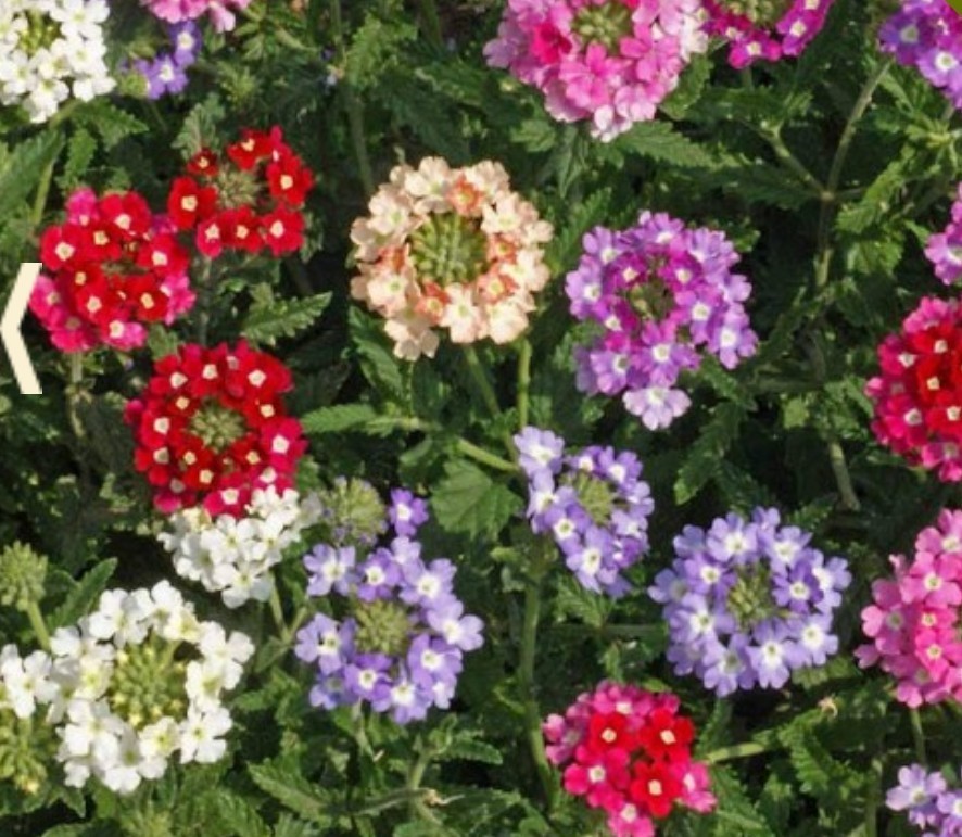 200+ Ideal Florist Verbena Mix Seeds **Fresh Seeds** ~~Free Shipping~~