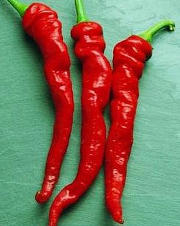 Pepper Seed – Hot Cayenne Long Red Thick Seeds