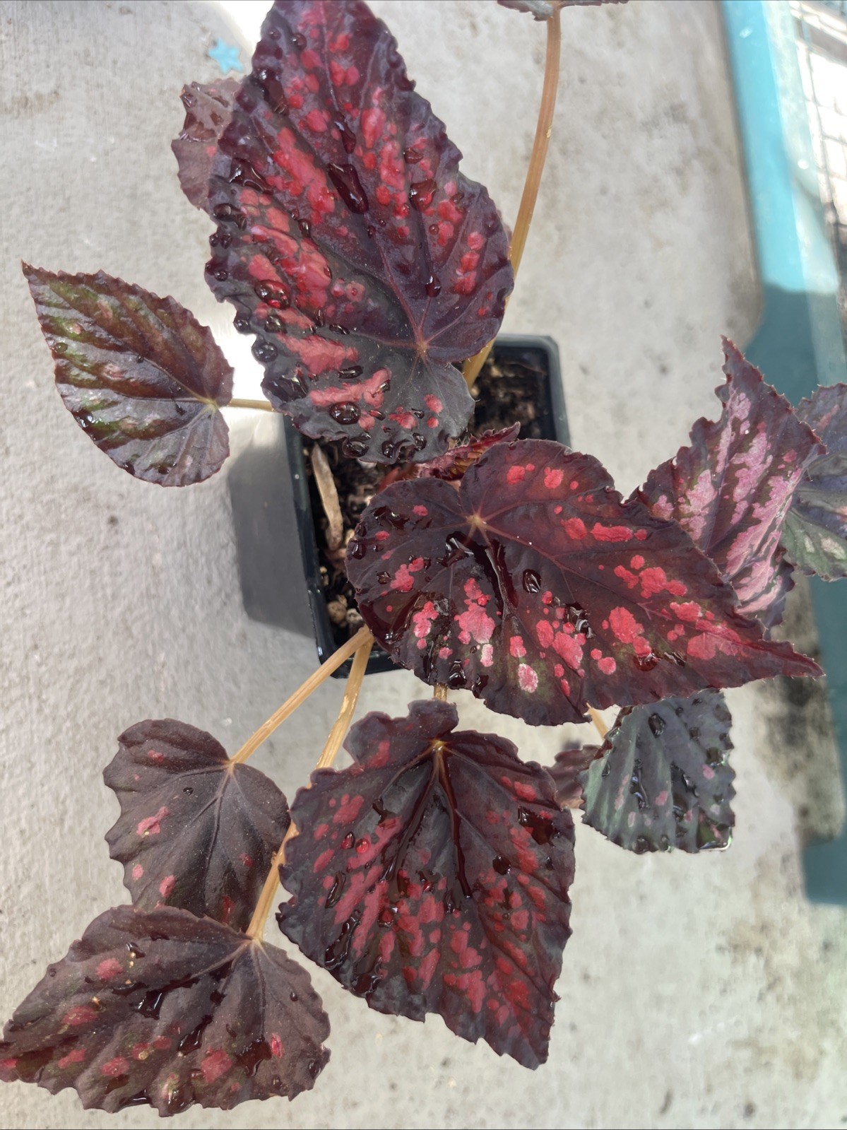 Rex Begonia’Spirit of Madagascar’-3 In Pot