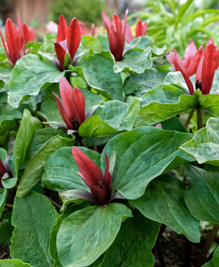5 Red Trillium Bulbs – Wildflower Roots for Garden – No Ship to AK, HI, PR