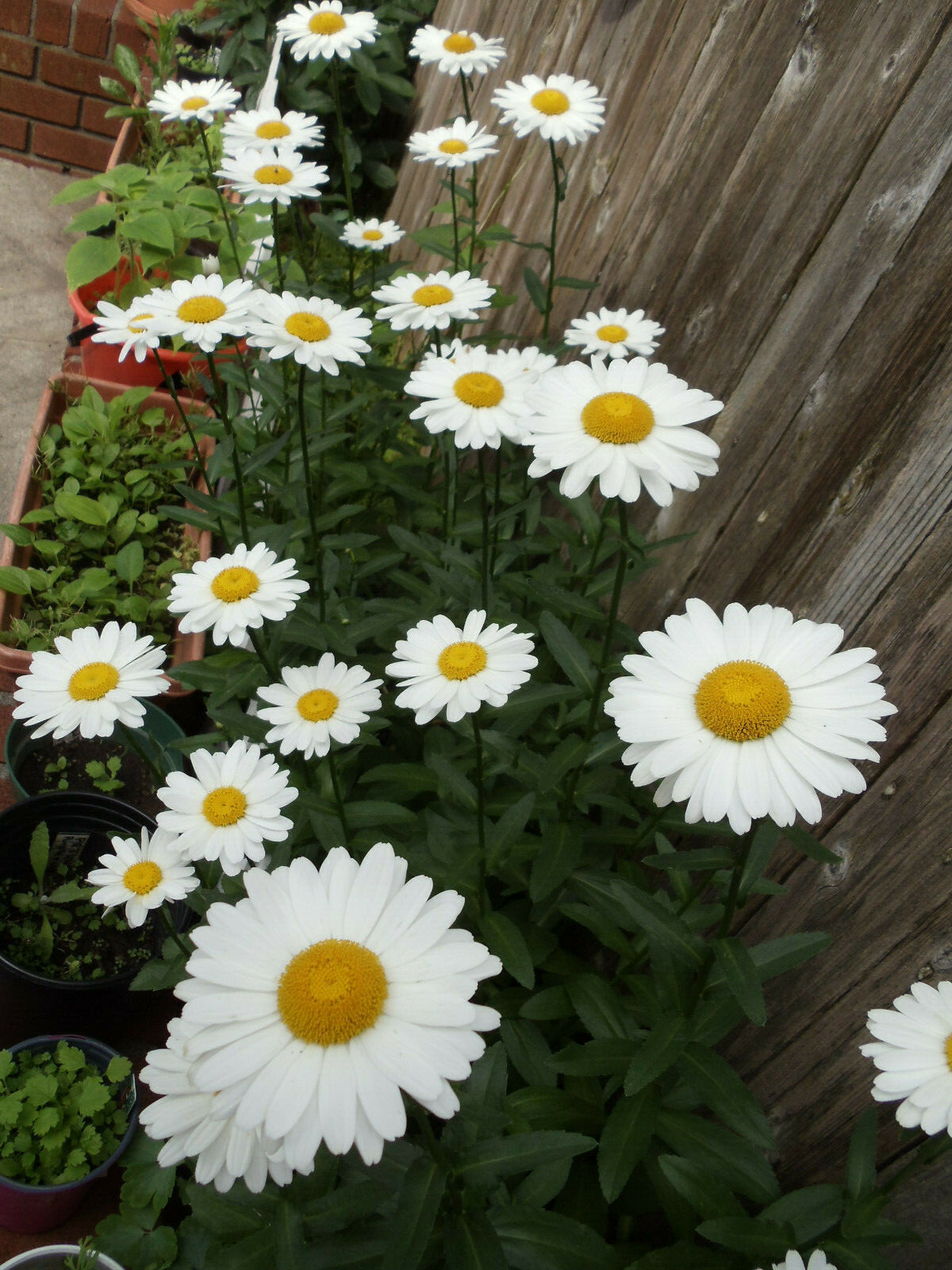 255+ Alaska Shasta Daisy Seeds North Eastern Cold Hardy Heirloom Variety Non-GMO