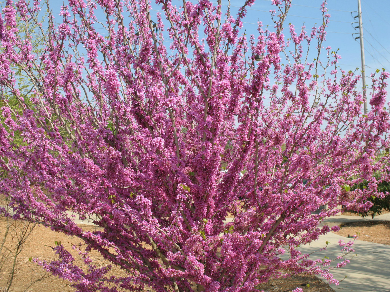 20 CHINESE REDBUD SEEDS – Cercis chinensis