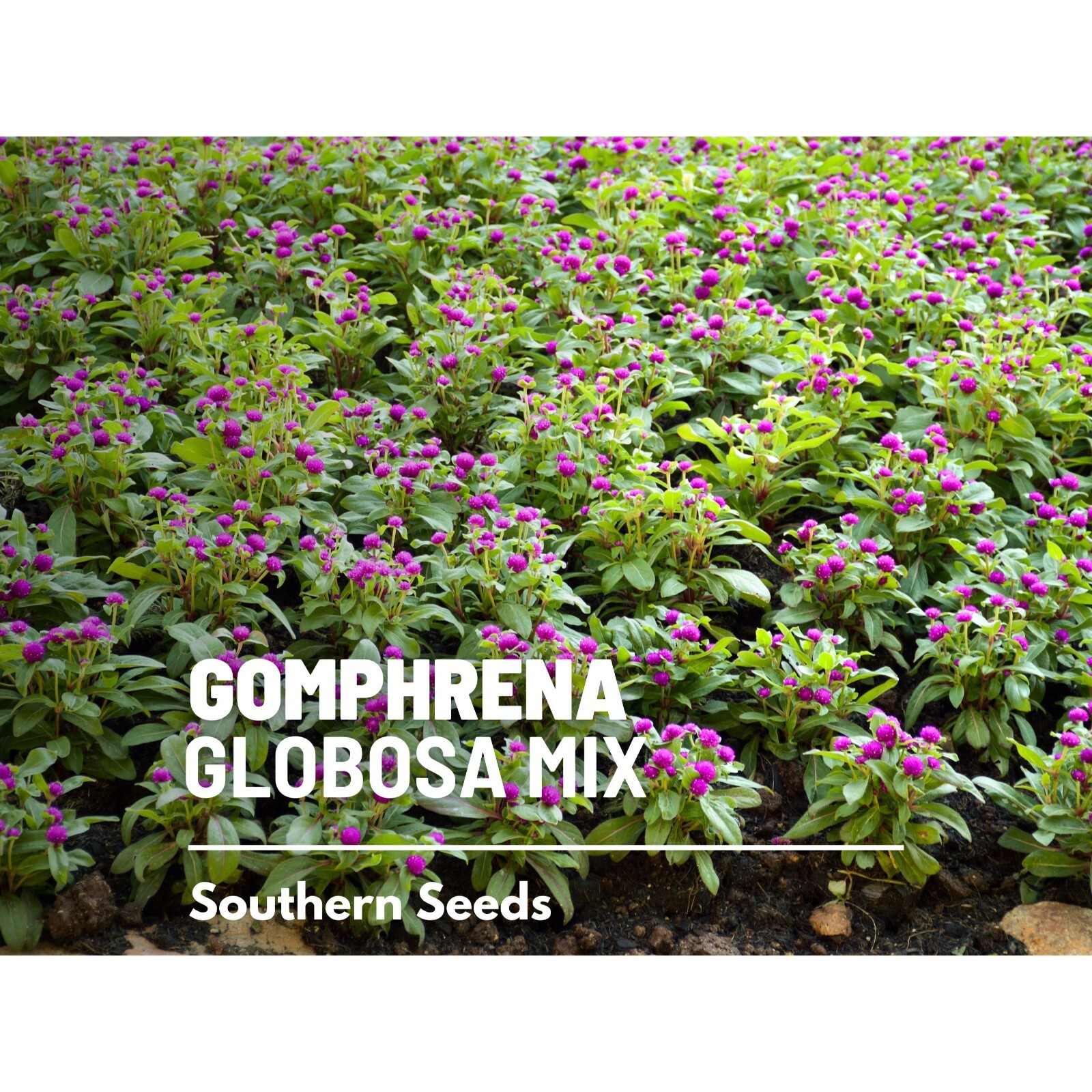Gomphrena, Globosa Mix – 50 seeds – Heirloom Flower (Gomphrena globosa)