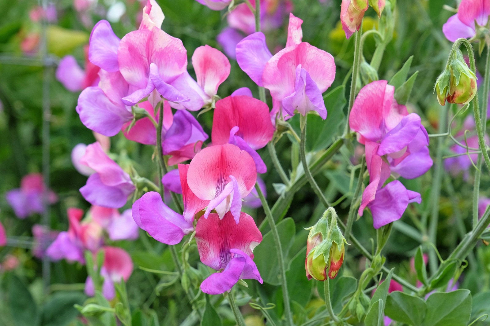60 Mixed Colors SWEET PEA ROYAL Family Mix Lathyrus Odoratus Flower Vine Seeds