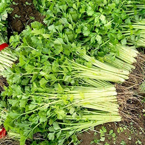 Chinese Light Green Celery Seeds | 500 Seeds | Non-GMO | Free Shipping | 1115