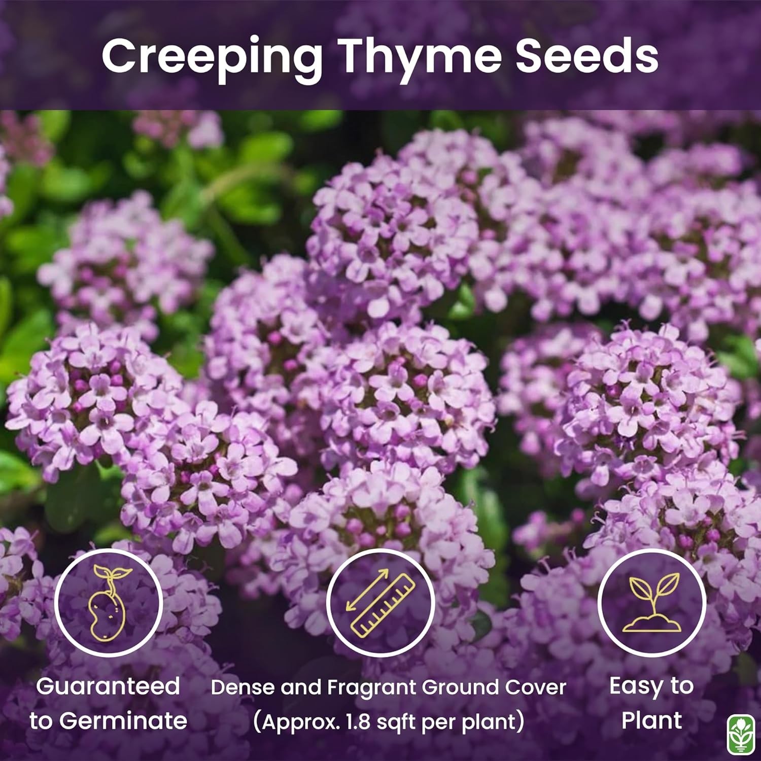 8,000+ Creeping Thyme Seeds – Ideal Ground Cover for Eco-Friendly Landscapes