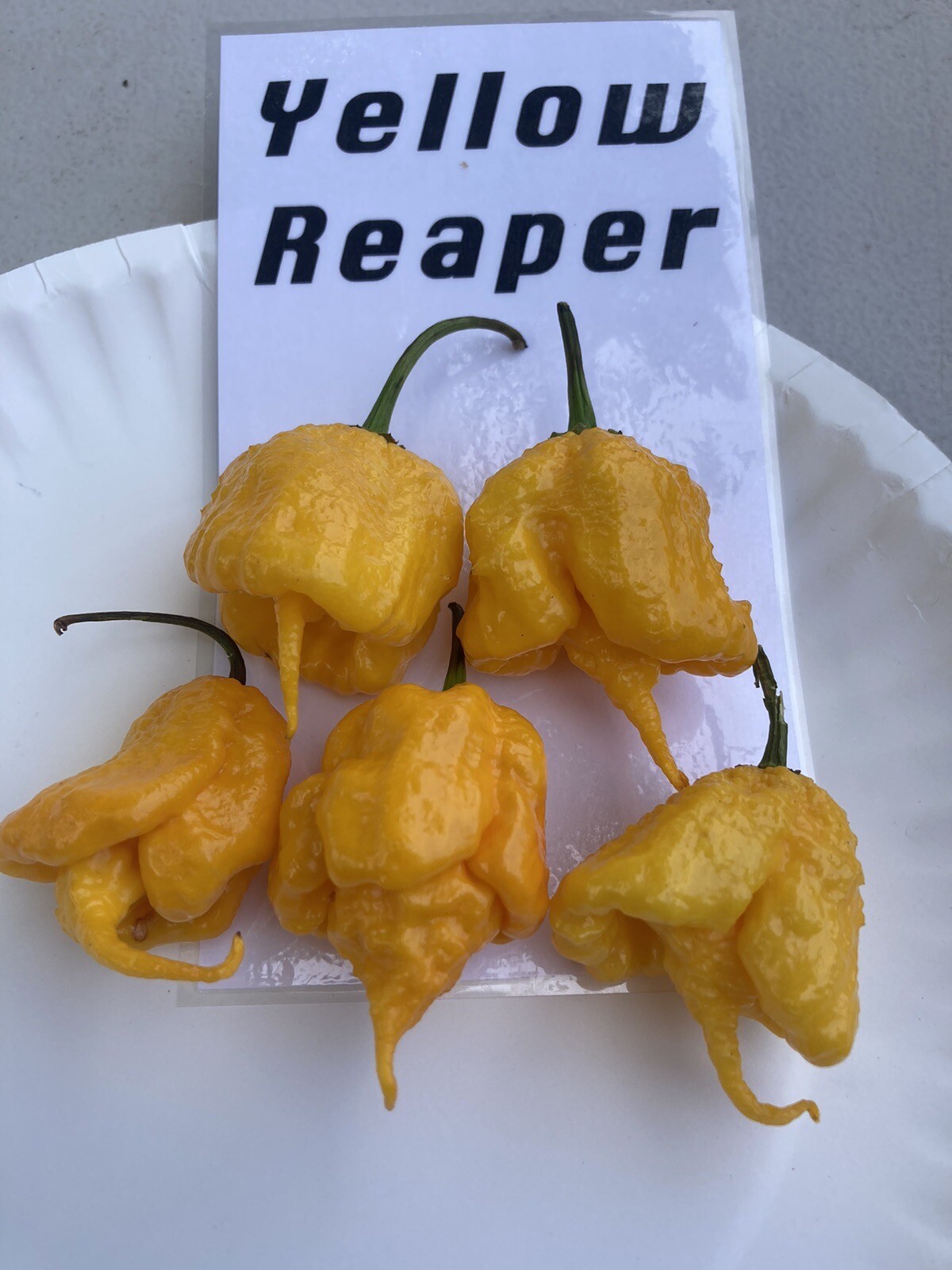 Yellow Reaper Hot Pepper Seeds 15+ Per Pack