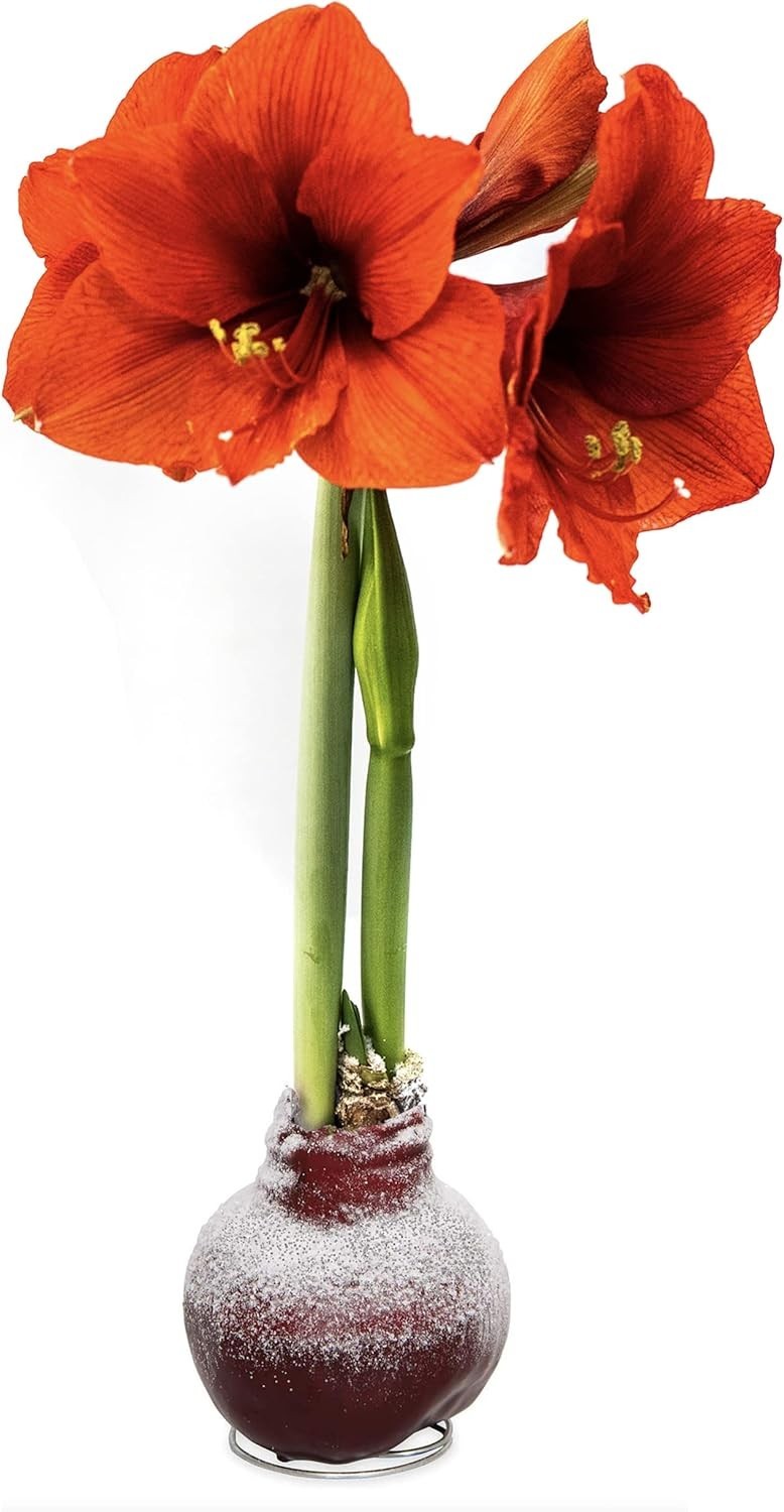 Beautiful Red Blooming Amaryllis 3-Pack – No Watering Needed, Low Maintenance