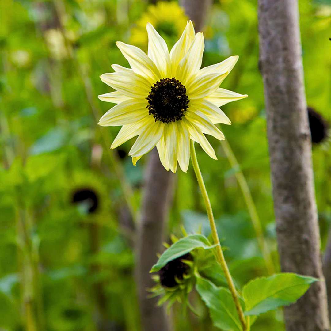 Fresh Premium Buttercream Sunflowers Seeds | Heirloom Non-GMO | 10 Flower Seeds