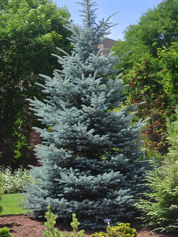 50 Colorado Blue Spruce Seeds – Picea pungens glauca Evergreen