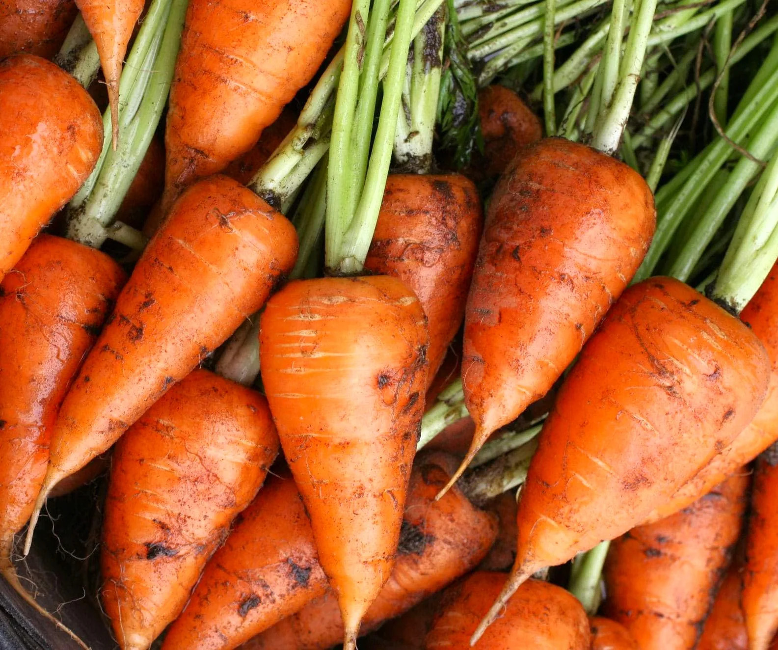 Chantenay Red Cored Carrot Seeds | Vichy French Fall Garden Heirloom Seed 2024