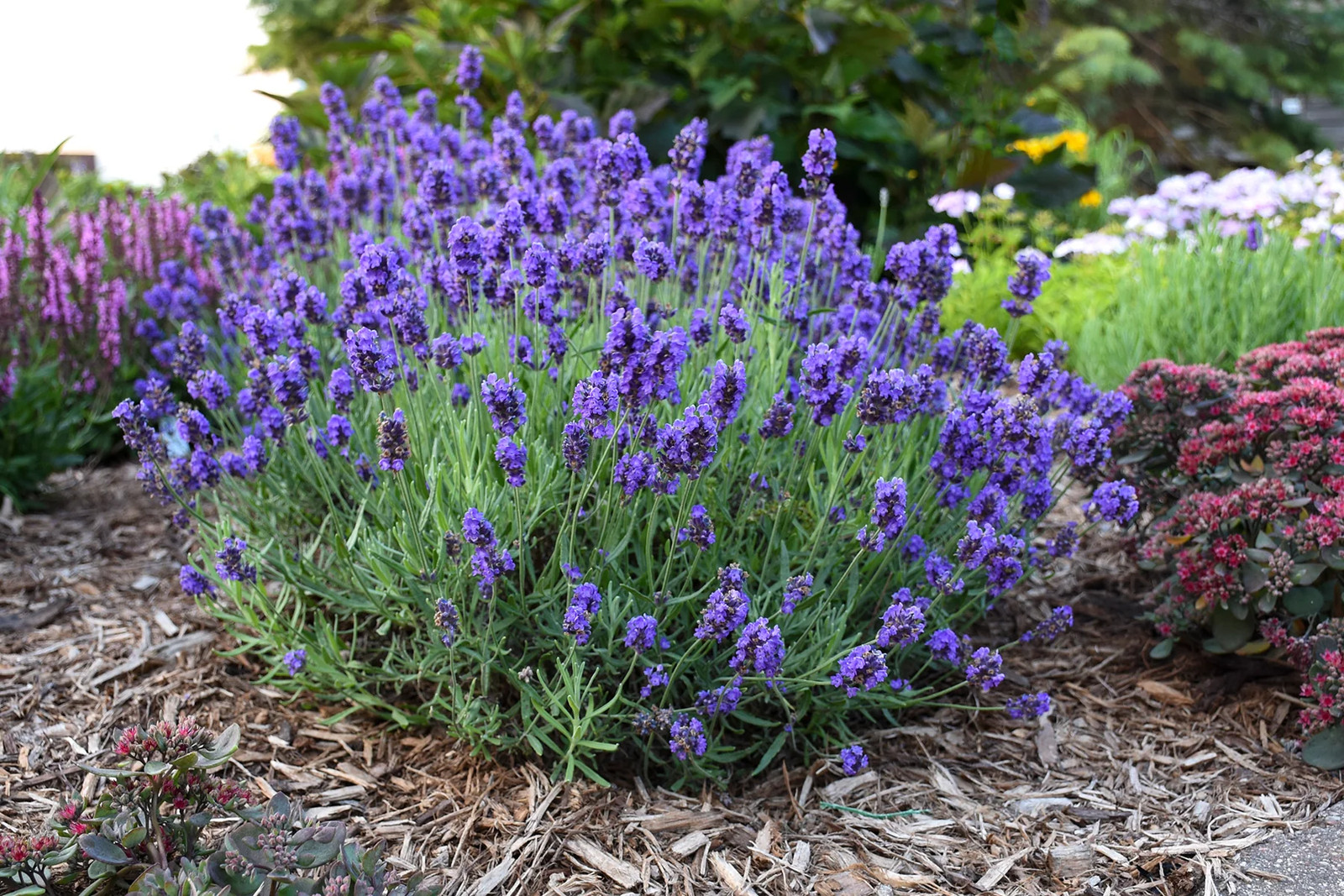Vera Lavender Seeds | Sweet English Perennial Flower Purple Aromatherapy Seed