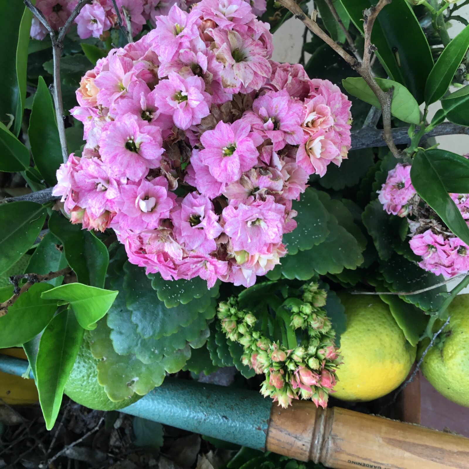 Kalanchoe double bloom succulent cuttings to root 3 colors