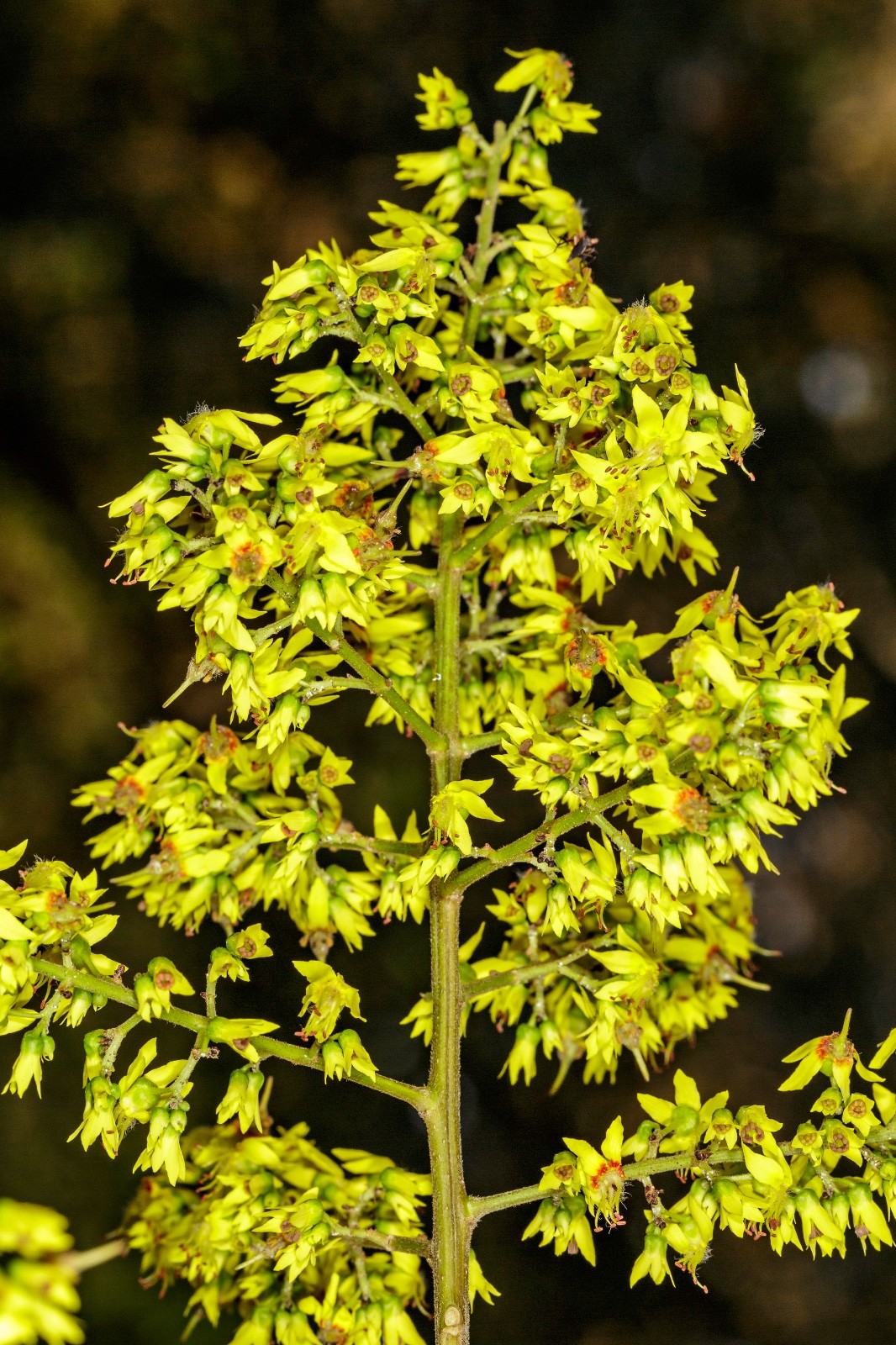 Koelreuteria bipinnata seeds – Chinese Golden Rain Tree – Chinese Flame Tree
