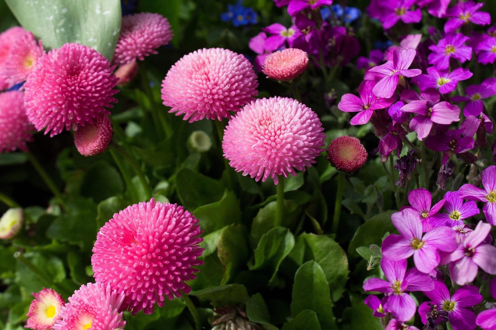 100 PINK ENGLISH DAISY Bellis Perennis Flower Seeds *Flat S/H