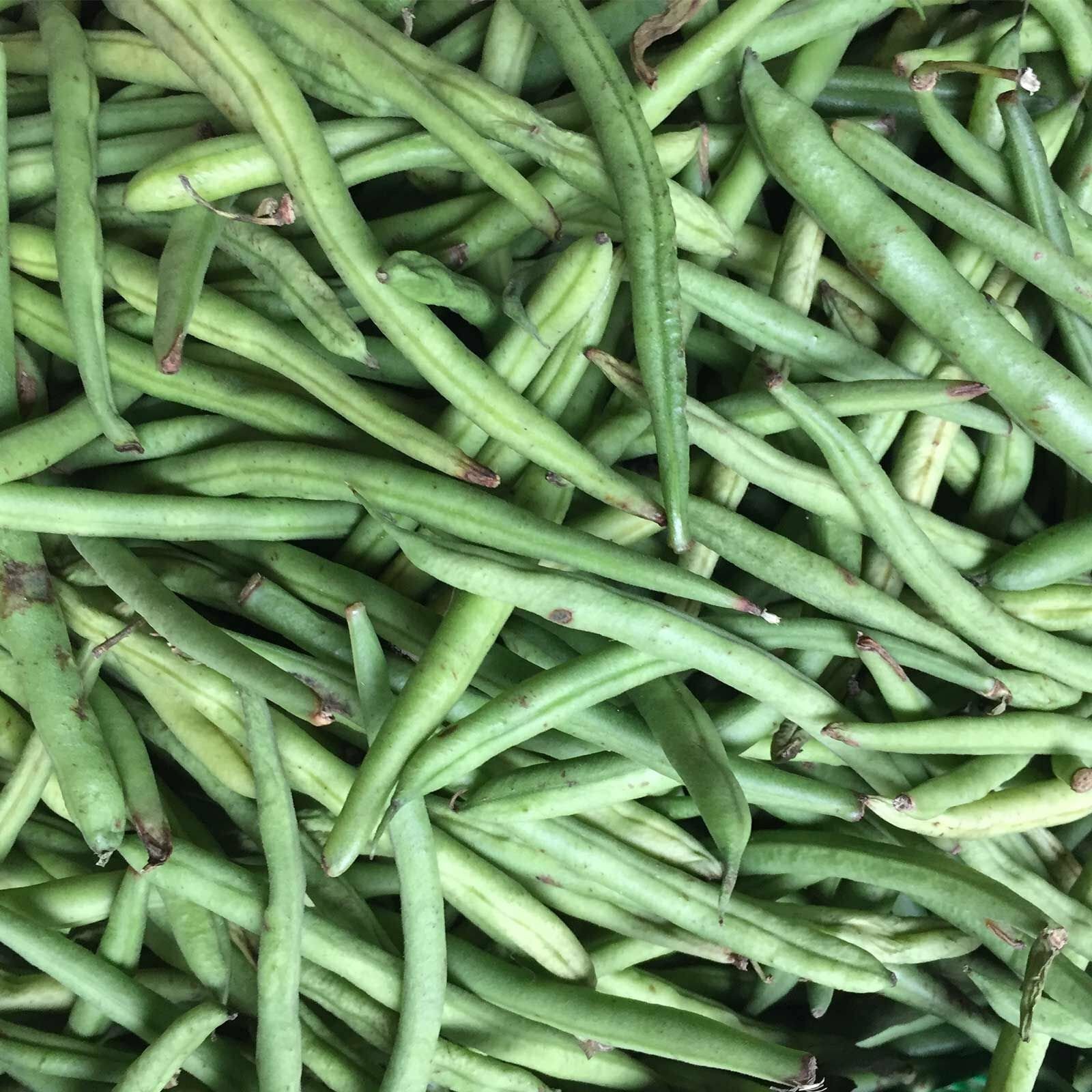 Bean Blue Lake Bush 274 Seeds – Non-GMO Heirloom Seeds – 25, 50, 100, or 250 See