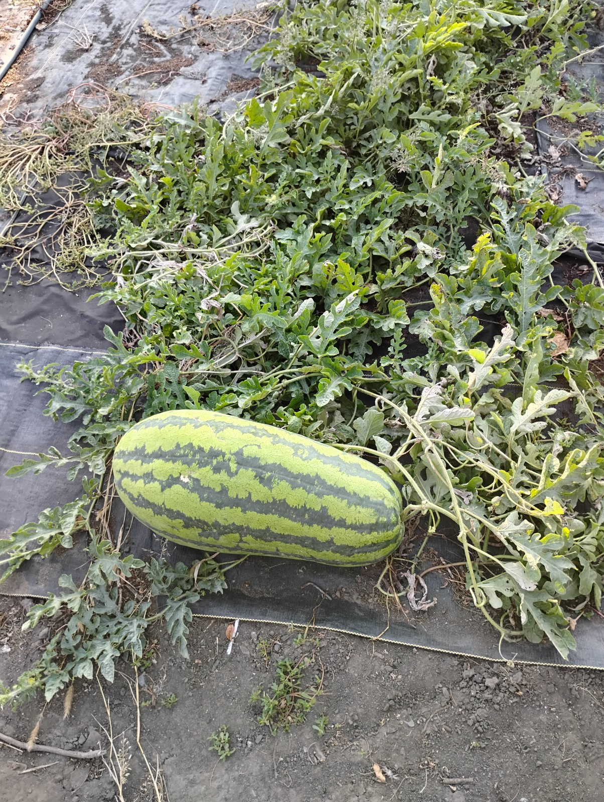 Iowa Grown Organic Striped Watermelon Seeds, NON-GMO, Gumbo Soil Pure 20-35 LBS
