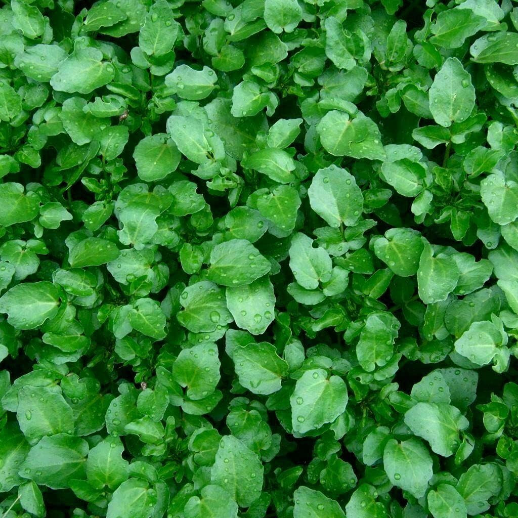 Seeds Vegetable Garden Cress Lettuce Brodleaf – 400 Seeds