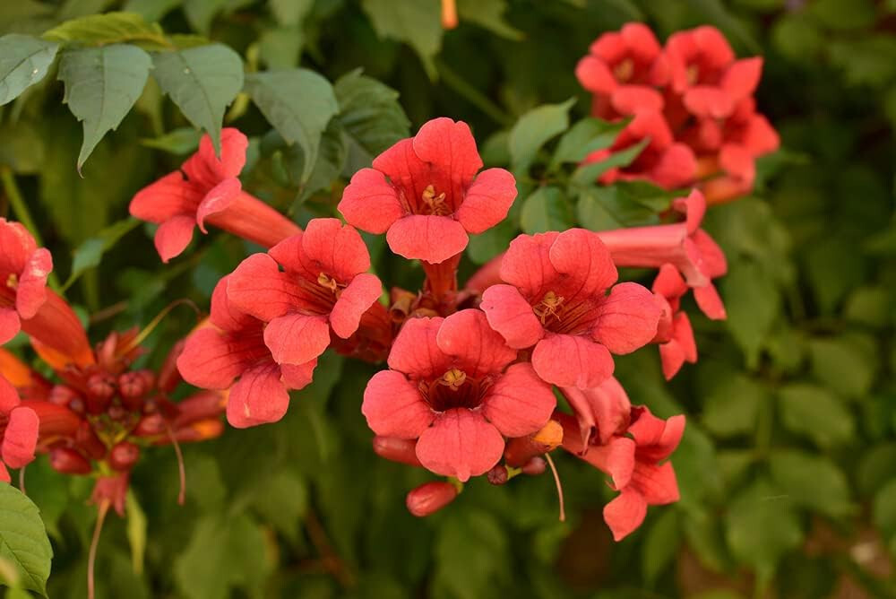 15+ Orange Trumpet Vine Seeds (Campsis radicans) Showy Crepper Flower Vine