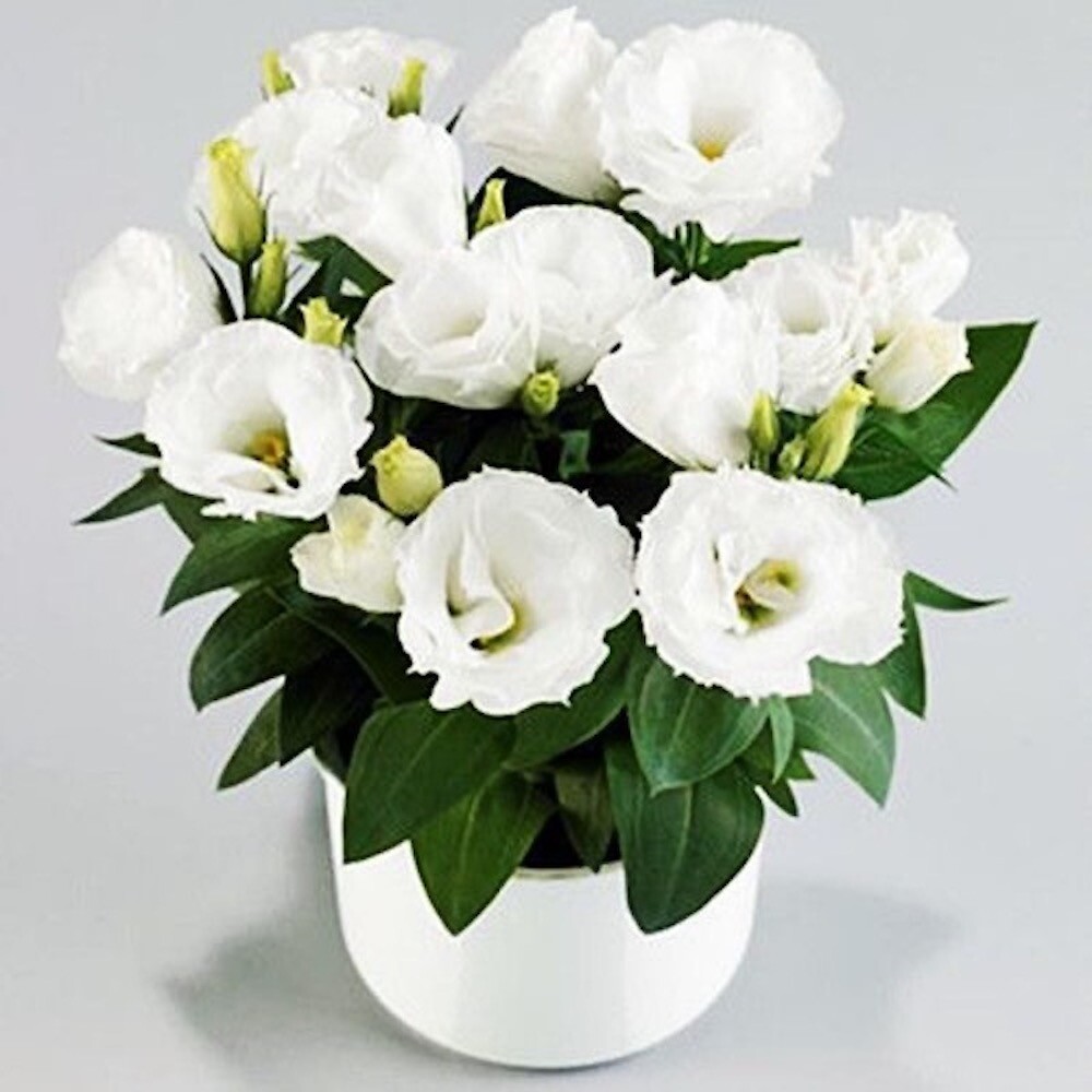 20 SEEDS LISIANTHUS Prairie Gentian for germination flower exotic garden bed