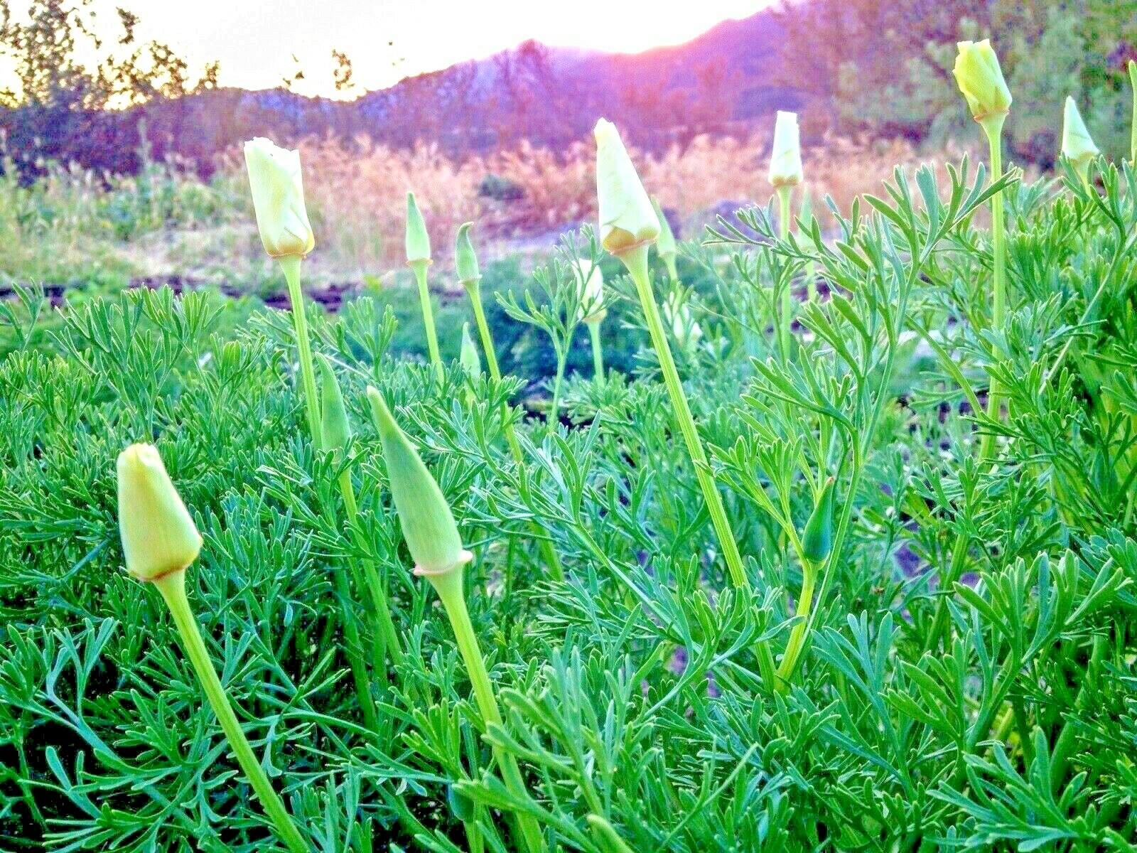1001+WHITE Linen CALIFORNIA POPPY Flower Seed Native Wildflower Garden Container