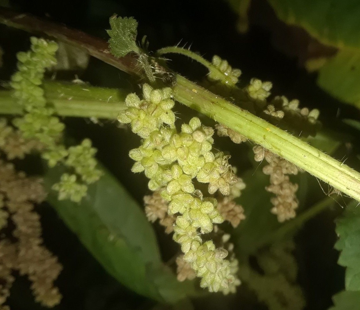 1 cup of dried Stinging Nettle Seeds (Urtica Dioica) 1.2 OZ (USA SELLER)