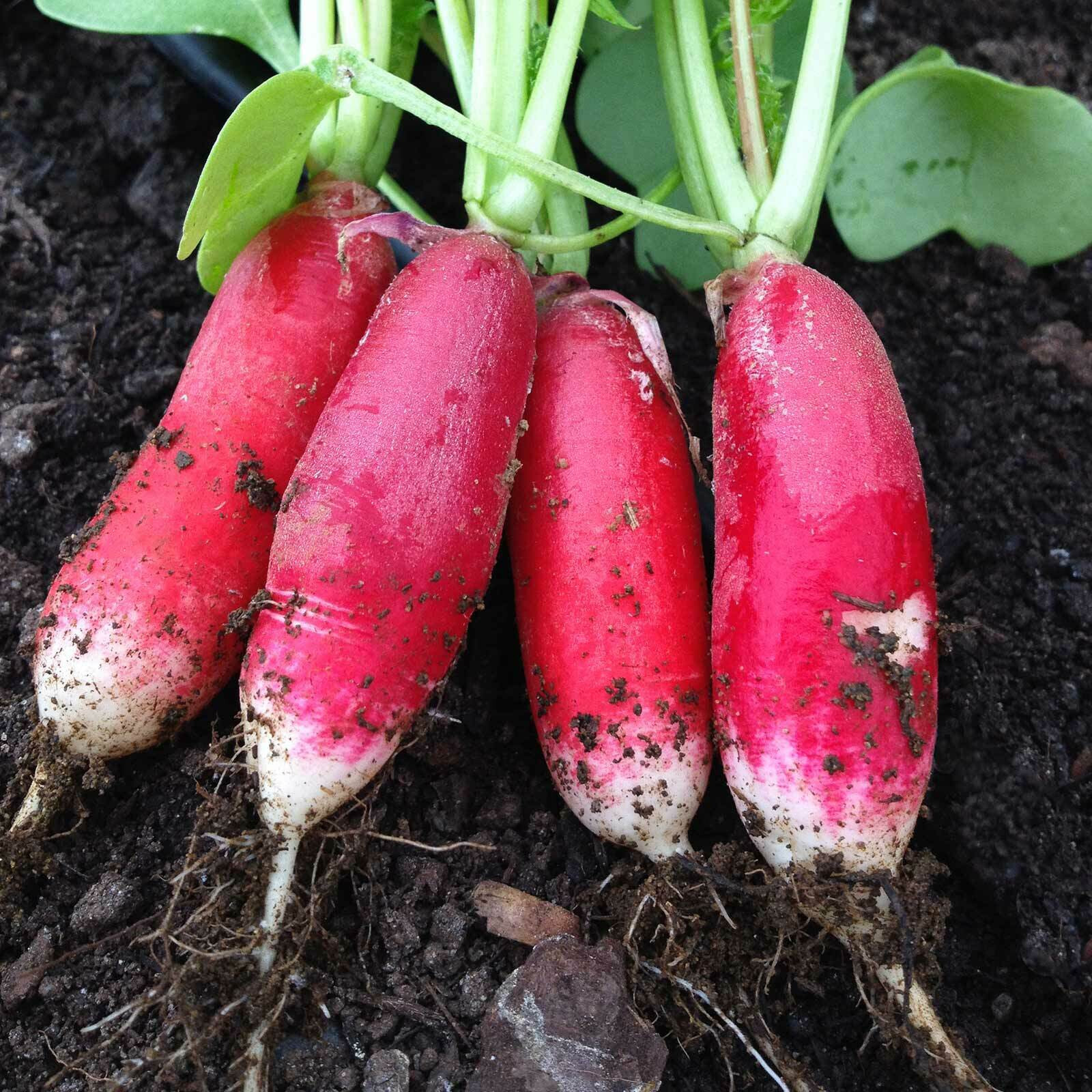 100+ CHINA ROSE SPROUTING RADISH SEEDS FRESH FOR GARDENS