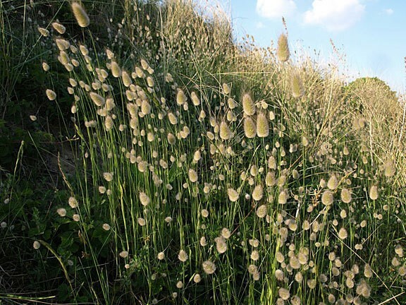 Lagurus ovatus | Bunny Tails | 20_Seeds