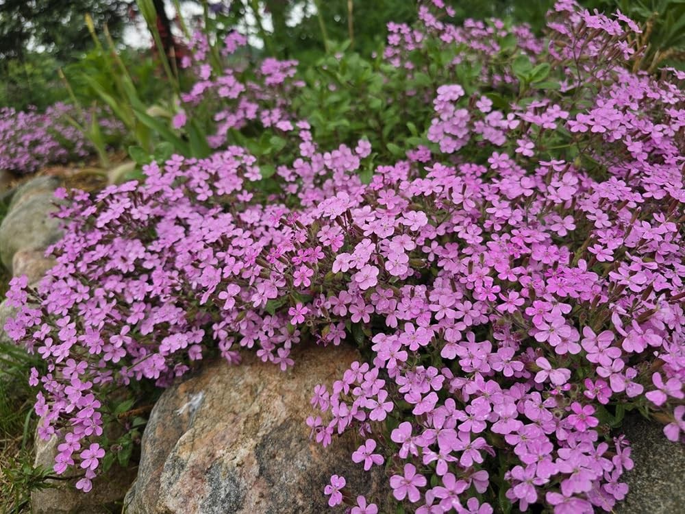 300pcs Pink Rock Soapwort Seeds Groundcover Trailing Container Baskets