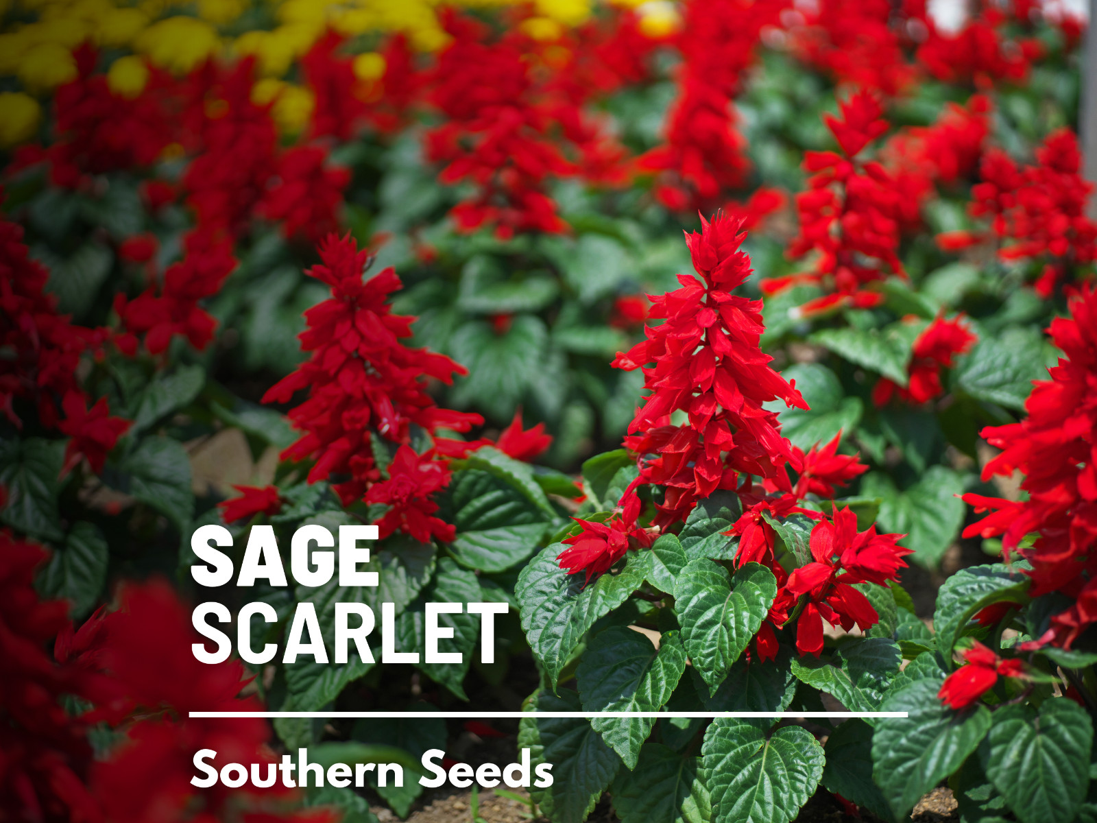 Sage, Scarlet – 100 Seeds – US Native Wildflower – GMO Free (Salvia coccinea)