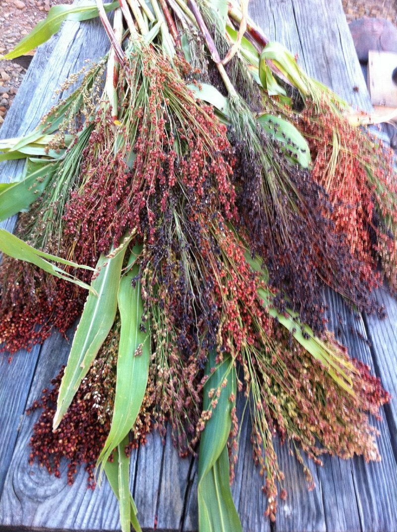 Rainbow Colors Broom Corn Seeds | Colorful Sorgum Millet Wild Flower Seed 2024