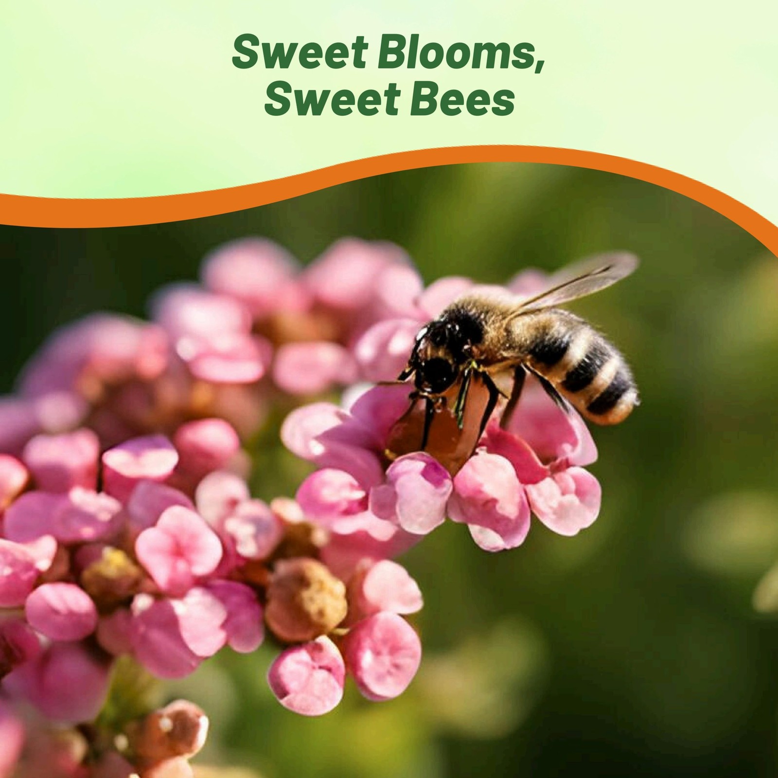 Easter Bonnet Deep Pink Alyssum Seeds – 1000 Pcs Annual, Drought-Tolerant & P…