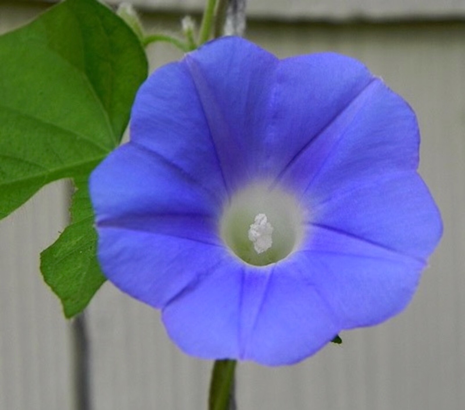 Organic Ipomoea Hederacea~Ivy Leaf Blue Morning Glory~FRESH Seeds~Hummingbirds!
