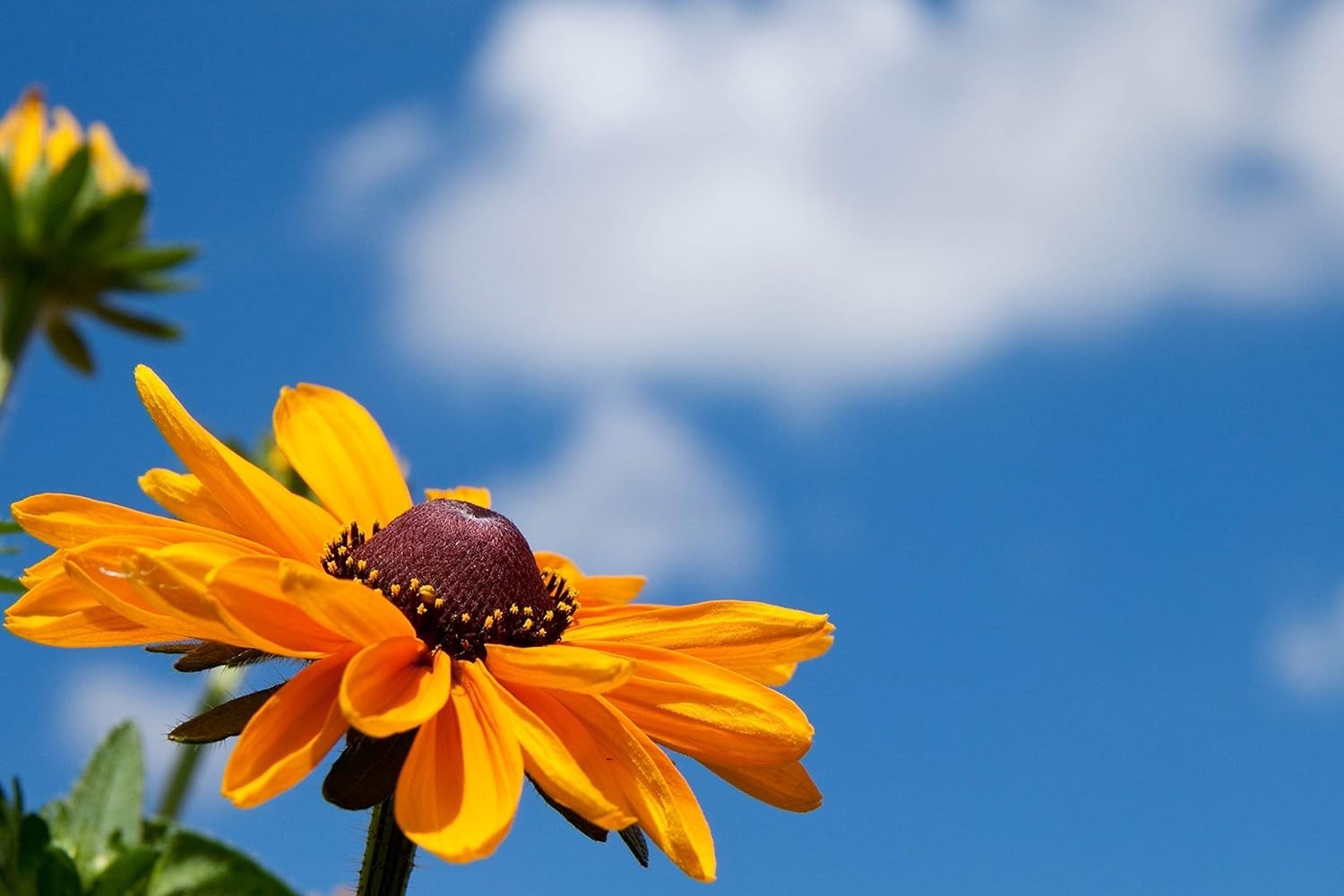 High Germination Black Eyed Susan Seeds – 5000 Heirloom Seeds for Your Garden
