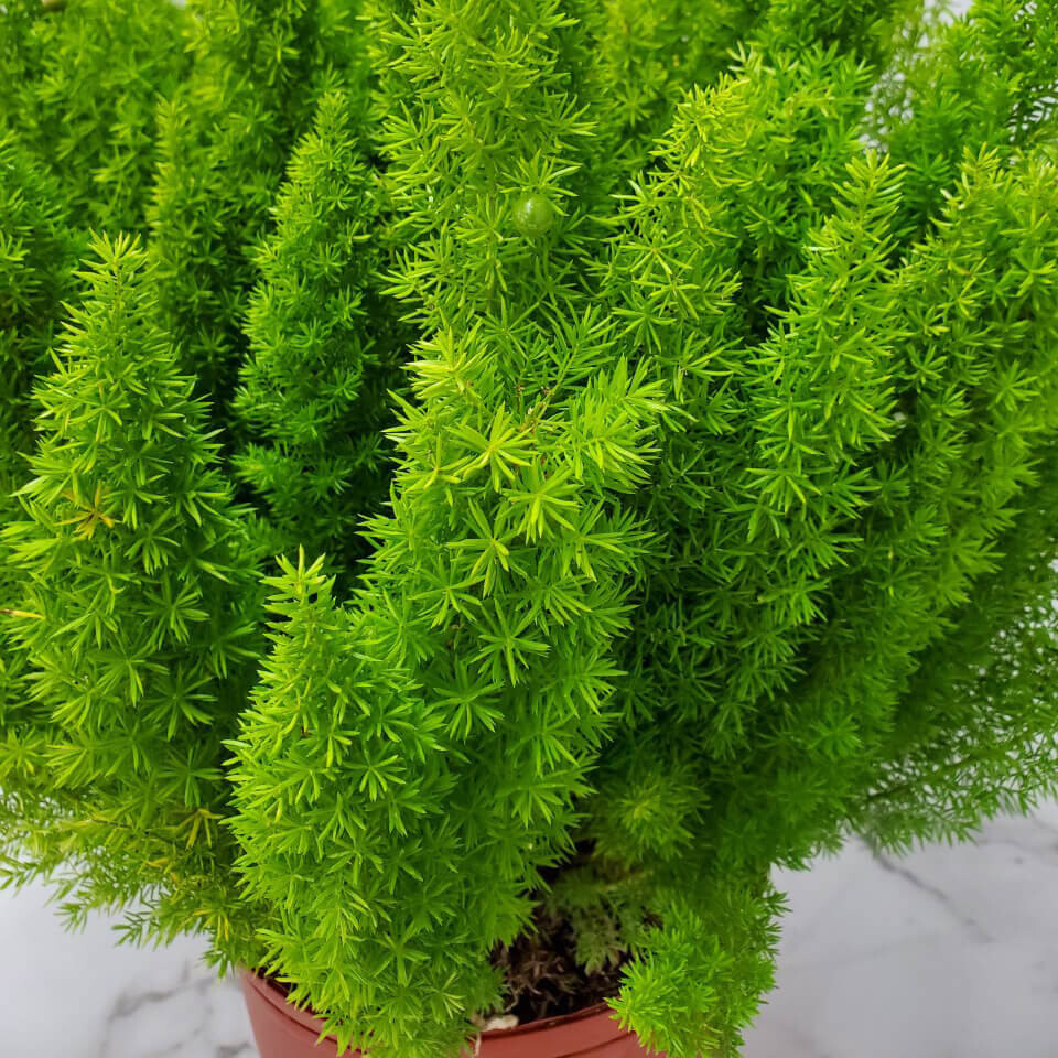 Asparagus Foxtail Fern Seeds – (10) Seed