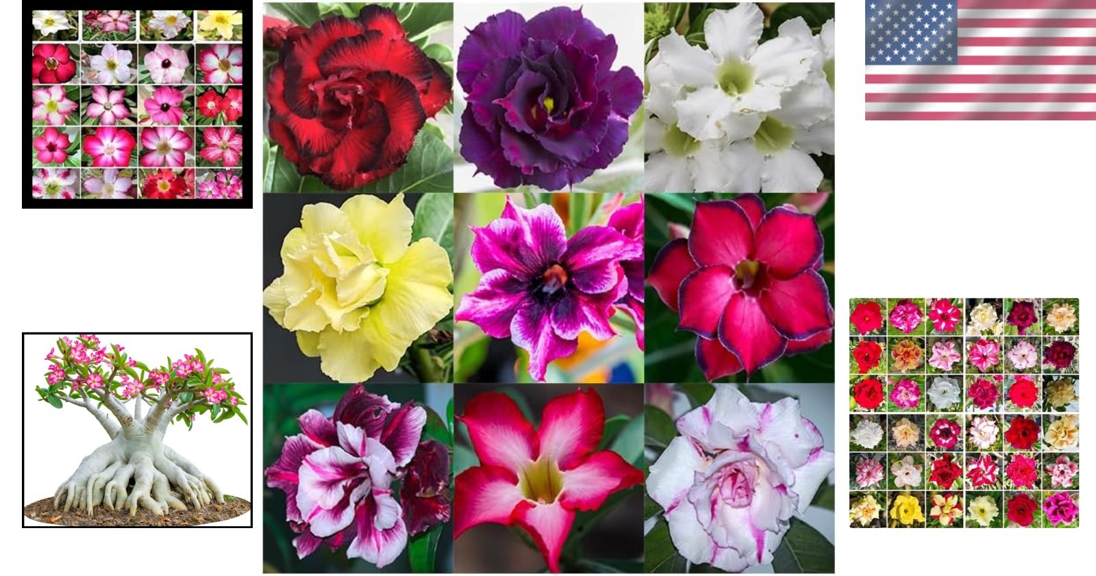 20 Adenium Obesum Seeds – Vibrant Mixed Color Desert Roses for Outdoors