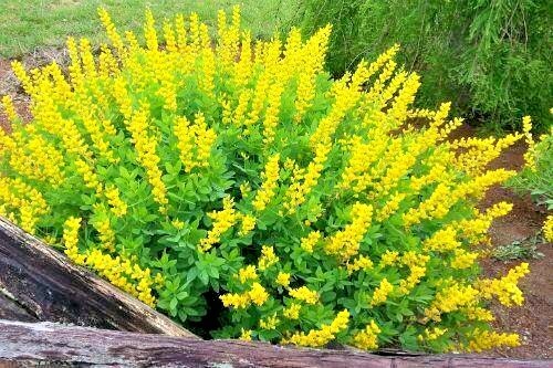 15 SCREAMING YELLOW FALSE INDIGO SEEDS – Baptisia sphaerocarpa Screamin Yellow