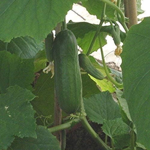 Iznik F1 Hybrid Cucumber Seeds (25 Seed Pack)